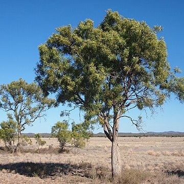 Atalaya hemiglauca unspecified picture
