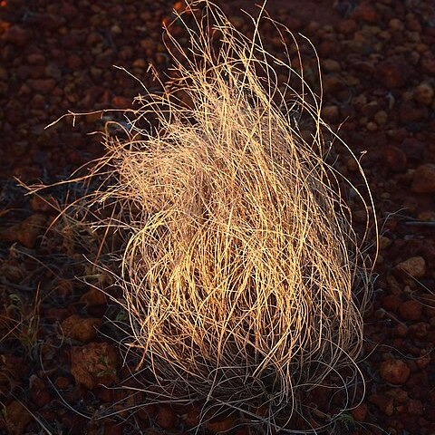 Aristida contorta unspecified picture