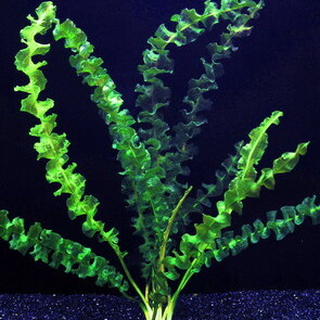 Aponogeton capuronii unspecified picture