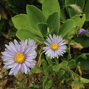 Aster spathulifolius unspecified picture