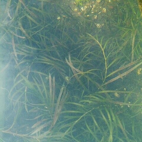Potamogeton oxyphyllus unspecified picture