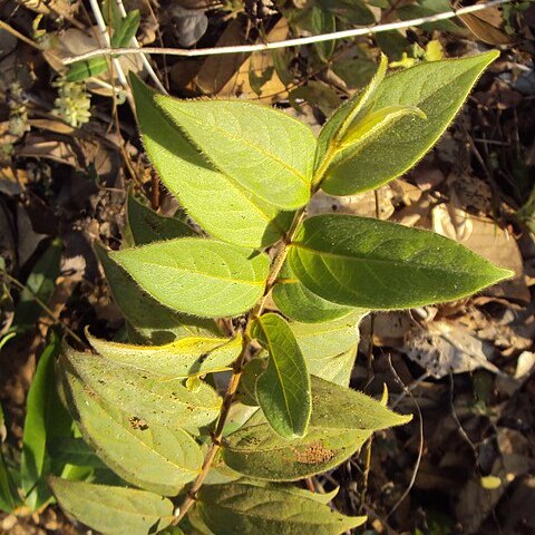 Getonia unspecified picture