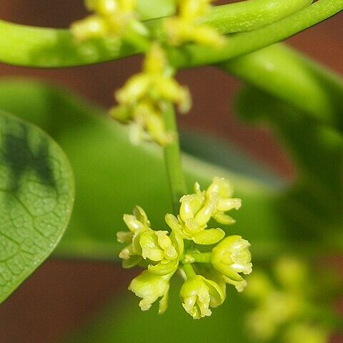 Tinospora smilacina unspecified picture