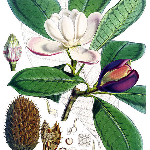 Magnolia hodgsonii unspecified picture