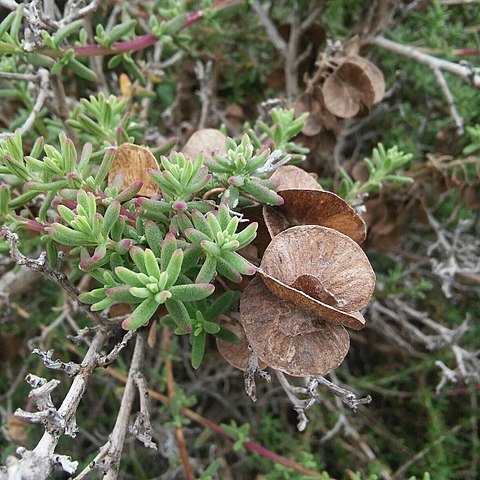 Tetragonia fruticosa unspecified picture