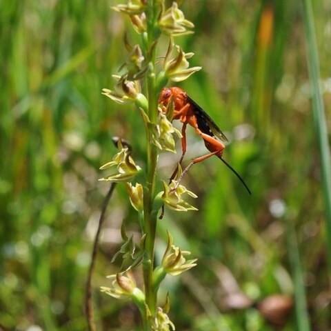 Prasophyllum viretrum unspecified picture
