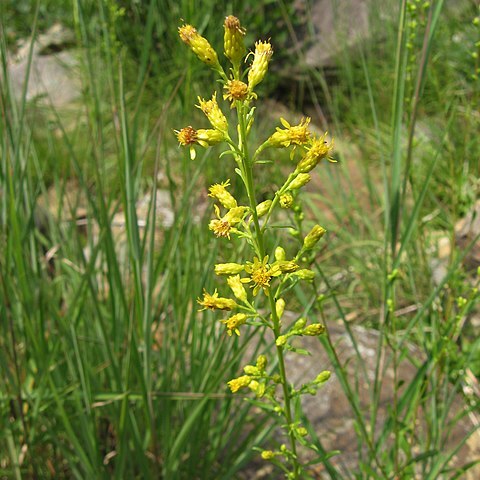 Solidago arenicola unspecified picture