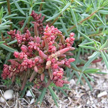 Suaeda australis unspecified picture