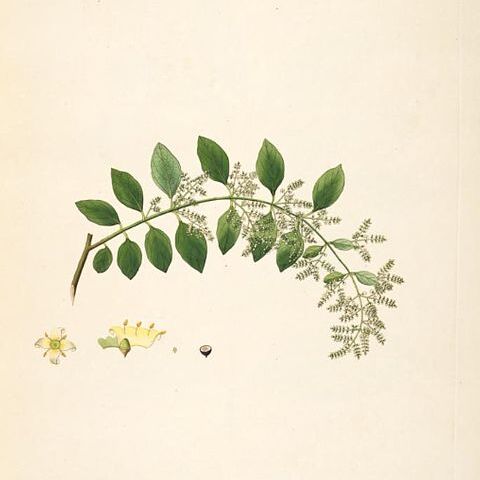 Salvadora unspecified picture