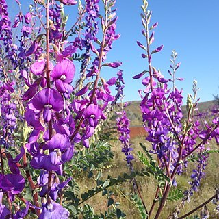 Swainsona maccullochiana unspecified picture