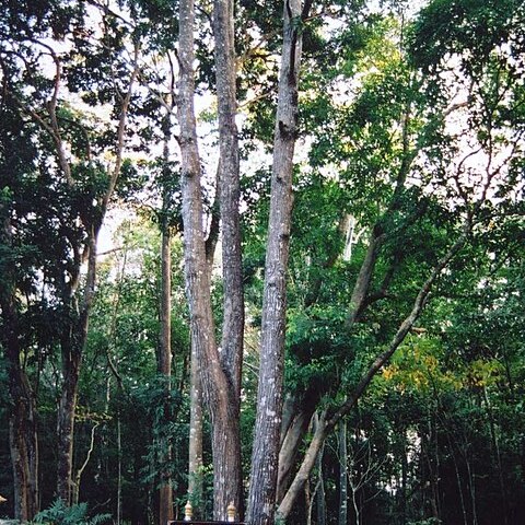 Shorea unspecified picture