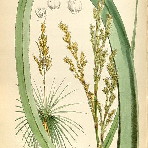 Prionium serratum unspecified picture