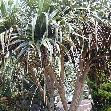 Pandanus boninensis unspecified picture