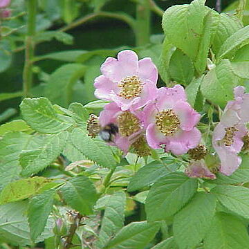 Rosa macrophylla unspecified picture
