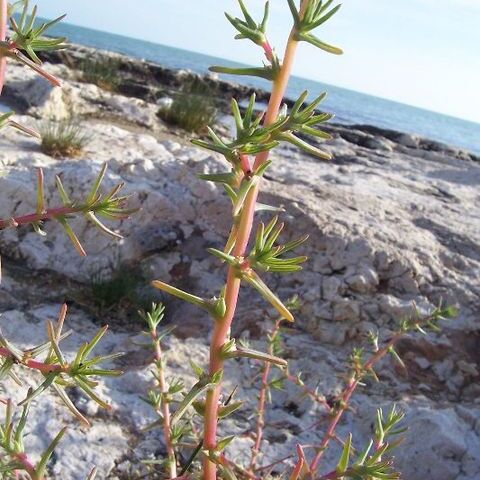 Salsola soda unspecified picture