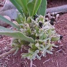 Dichapetalaceae unspecified picture