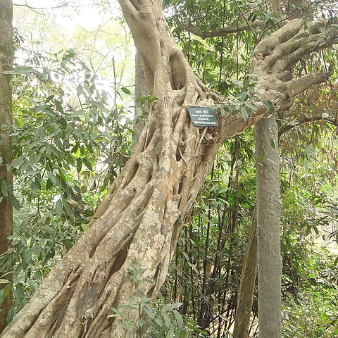 Ficus glaberrima unspecified picture