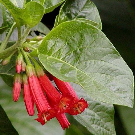 Iochroma unspecified picture