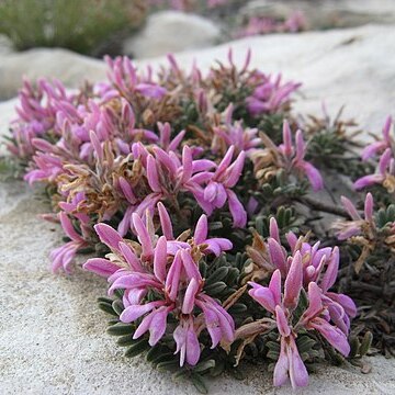 Indigofera hamulosa unspecified picture