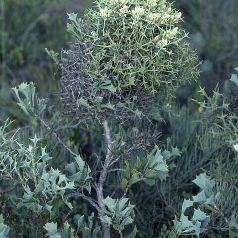 Hakea auriculata unspecified picture