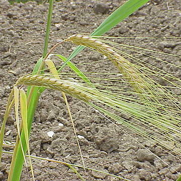 Hordeum unspecified picture