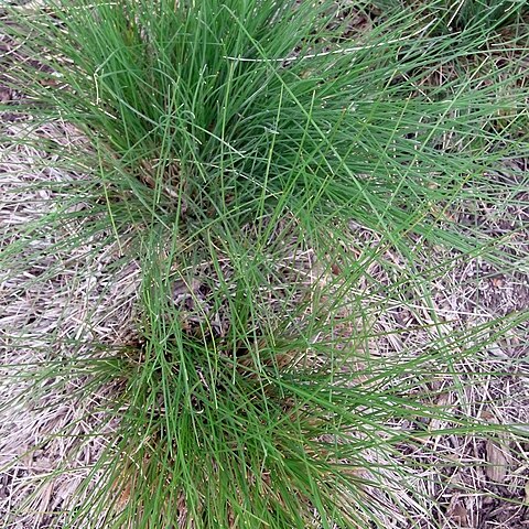 Poa rodwayi unspecified picture