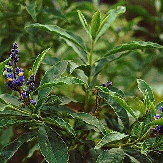 Monnina xalapensis unspecified picture