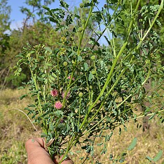 Mimosa maracayuensis unspecified picture