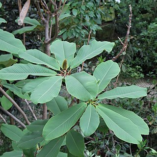 Magnolia rostrata unspecified picture