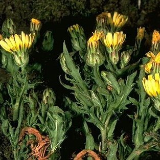 Malacothrix squalida unspecified picture