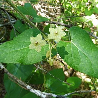 Matelea reticulata unspecified picture