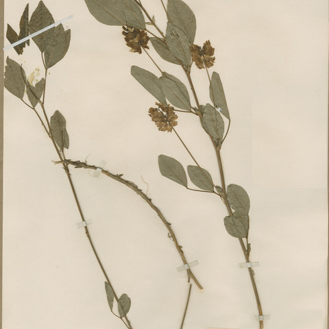 Orbexilum stipulatum unspecified picture