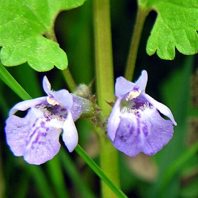 Glechoma unspecified picture