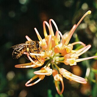 Grevillea olivacea unspecified picture