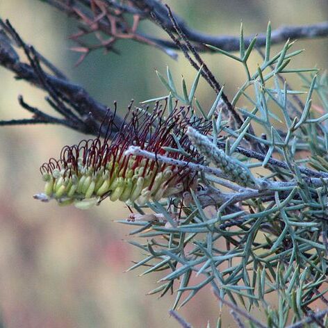 Grevillea armigera unspecified picture