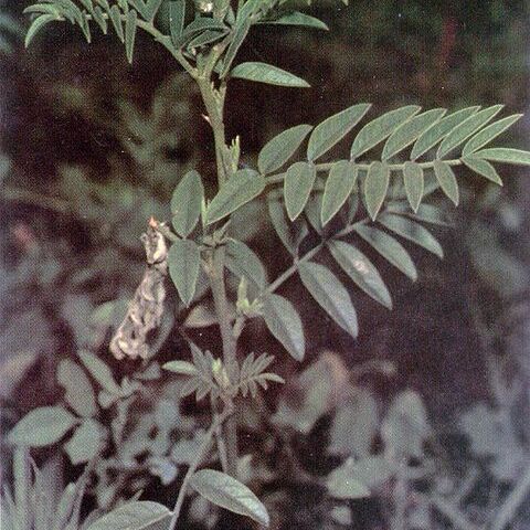 Glycyrrhiza unspecified picture