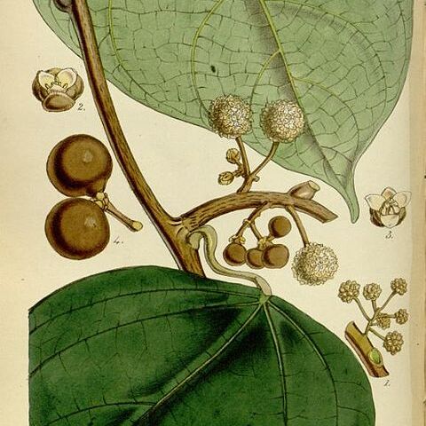Coscinium unspecified picture