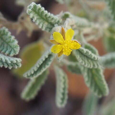 Corchorus sidoides unspecified picture