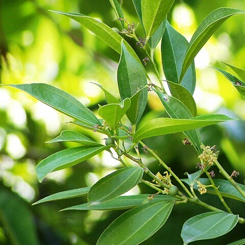 Cocculus laurifolius unspecified picture
