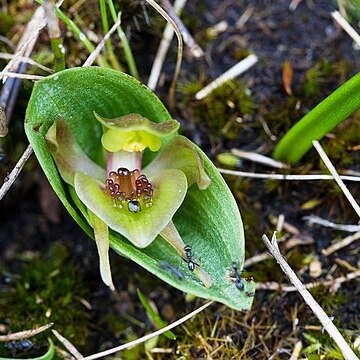 Chiloglottis turfosa unspecified picture