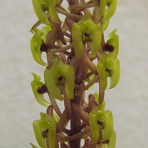 Crepidium calophyllum unspecified picture