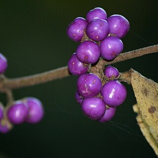 Callicarpa mollis unspecified picture