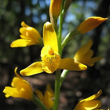 Chloraea chrysantha unspecified picture