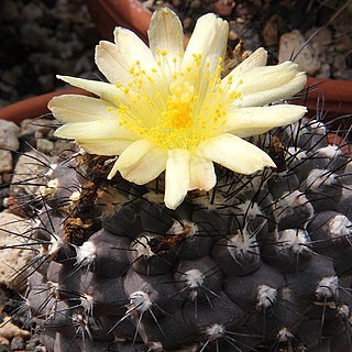Copiapoa hypogaea unspecified picture