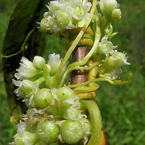 Cuscuta australis unspecified picture