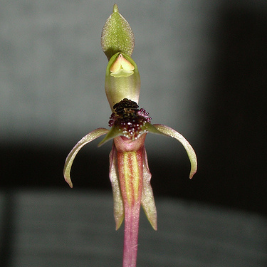 Chiloglottis truncata unspecified picture