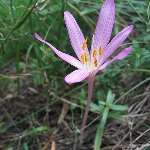 Colchicum arenarium unspecified picture