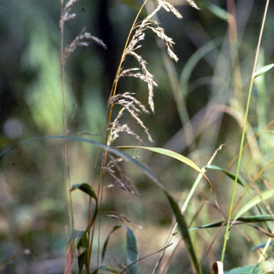 Cinna unspecified picture