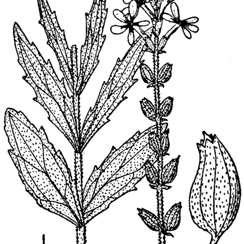 Buchnera unspecified picture