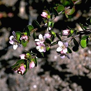 Boronia rhomboidea unspecified picture